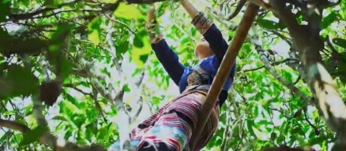 深山老林 | 老曼峨初制所建立