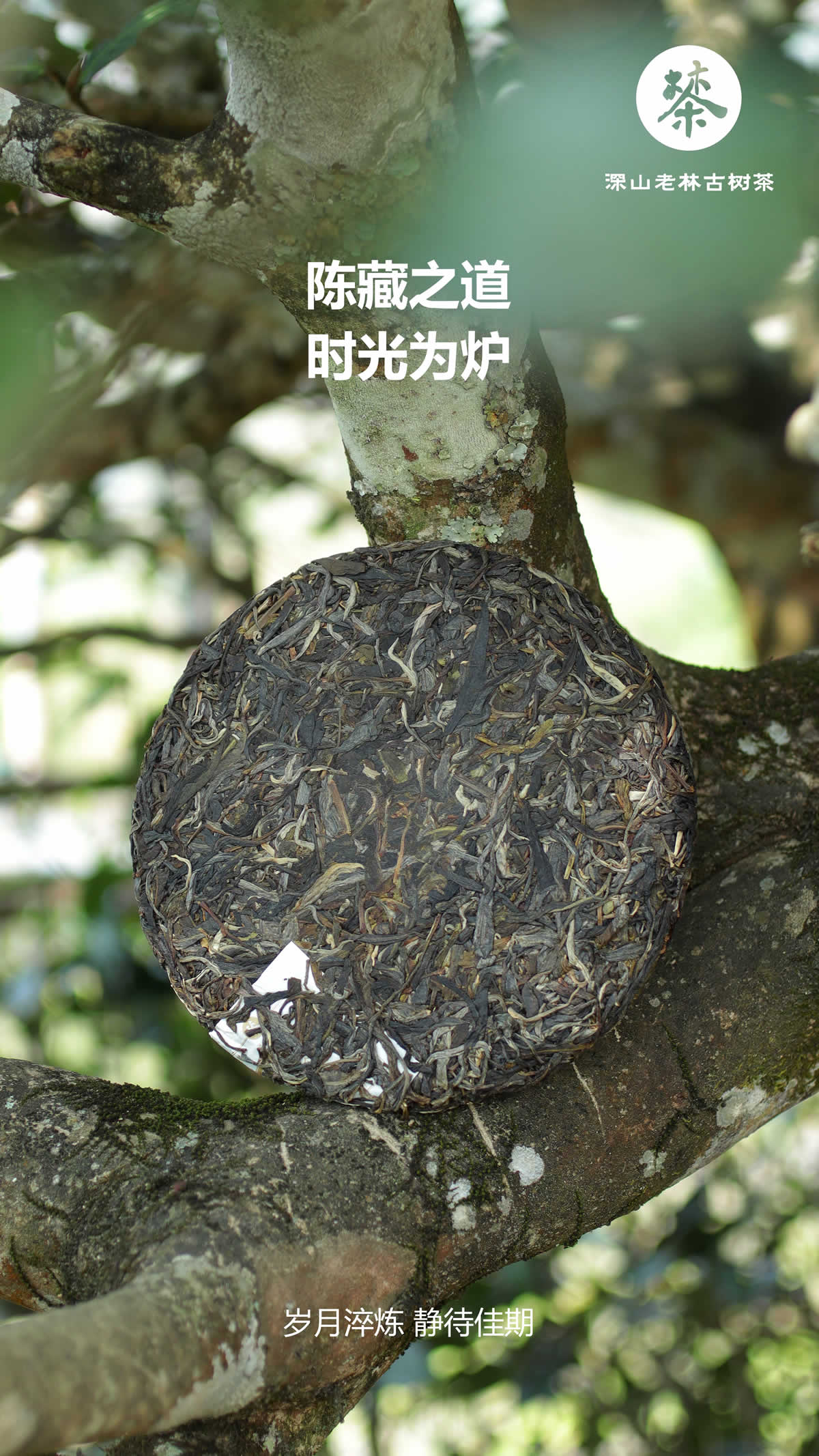 北筑古树3.jpg