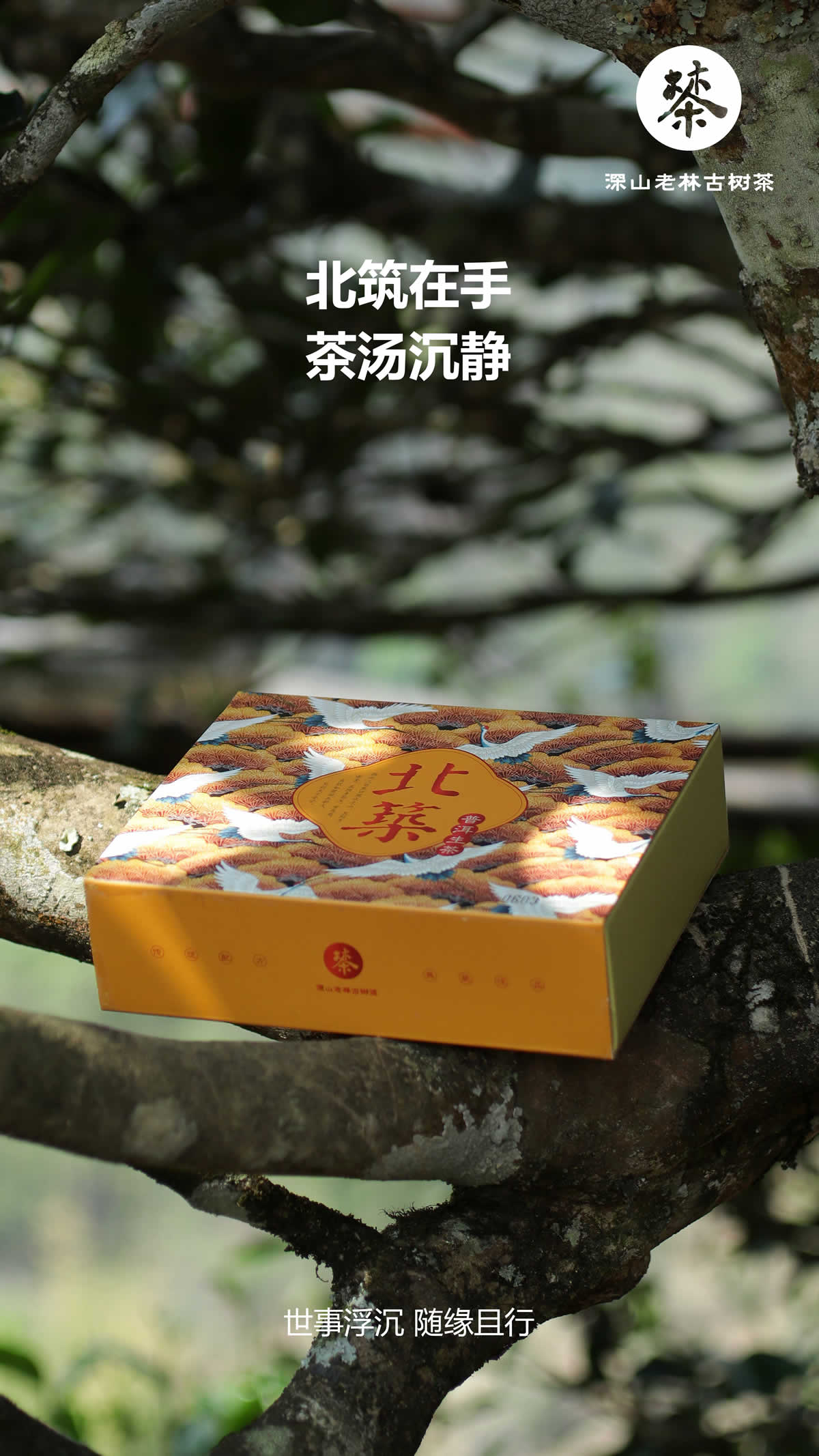 北筑古树7.jpg