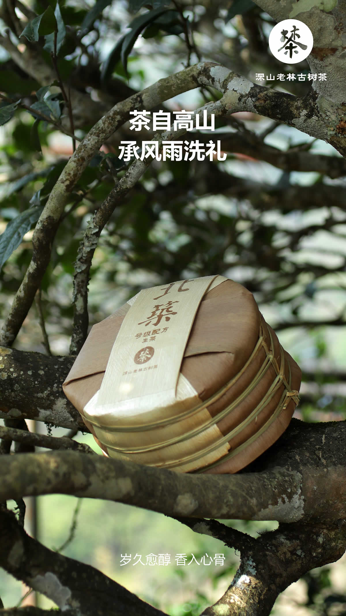 北筑古树2.jpg