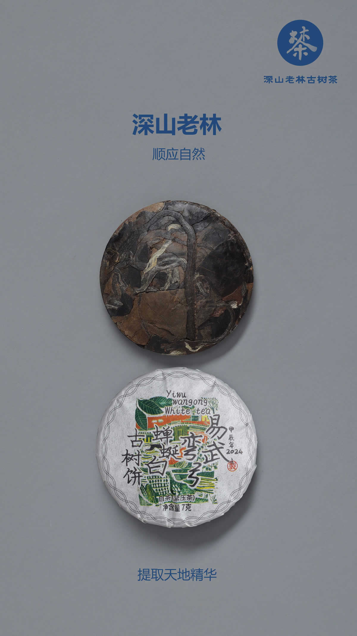 易武弯弓蝉蜒白茶7.jpg